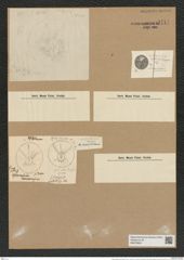 Asteromphalus nankoarensis Grun. (de-Toni-Nr.: Genus 236, Species 5702) Zeichnungen Sammlung Grunow Nr. 9711 (NHMW-BOT-W0379654)